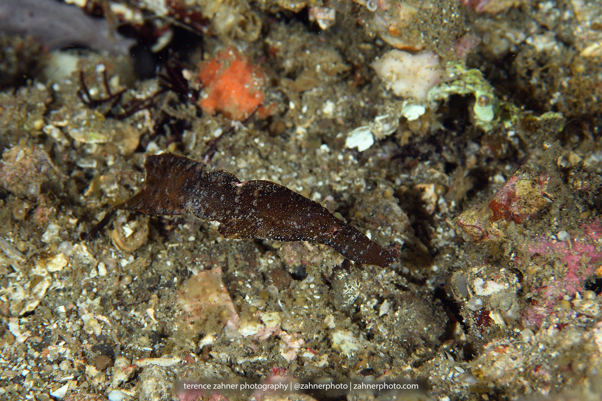 Image of Ghost pipefish