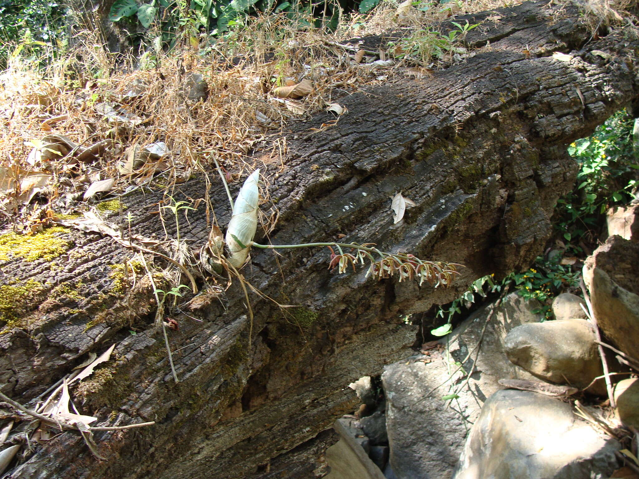 Image of Longitudinally striped Mormodes