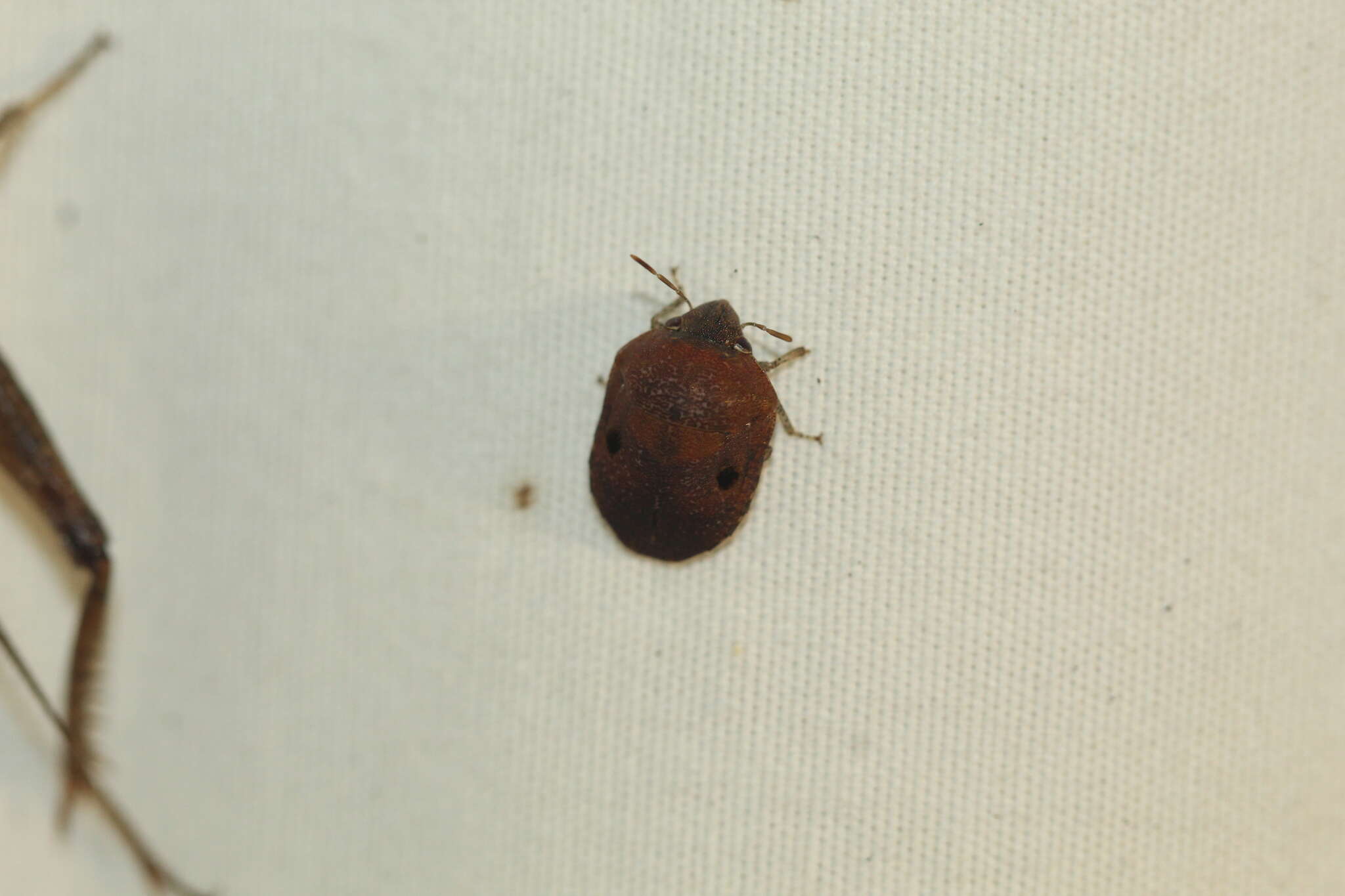 Image of Diolcus chrysorrhoeus (Fabricius 1803)