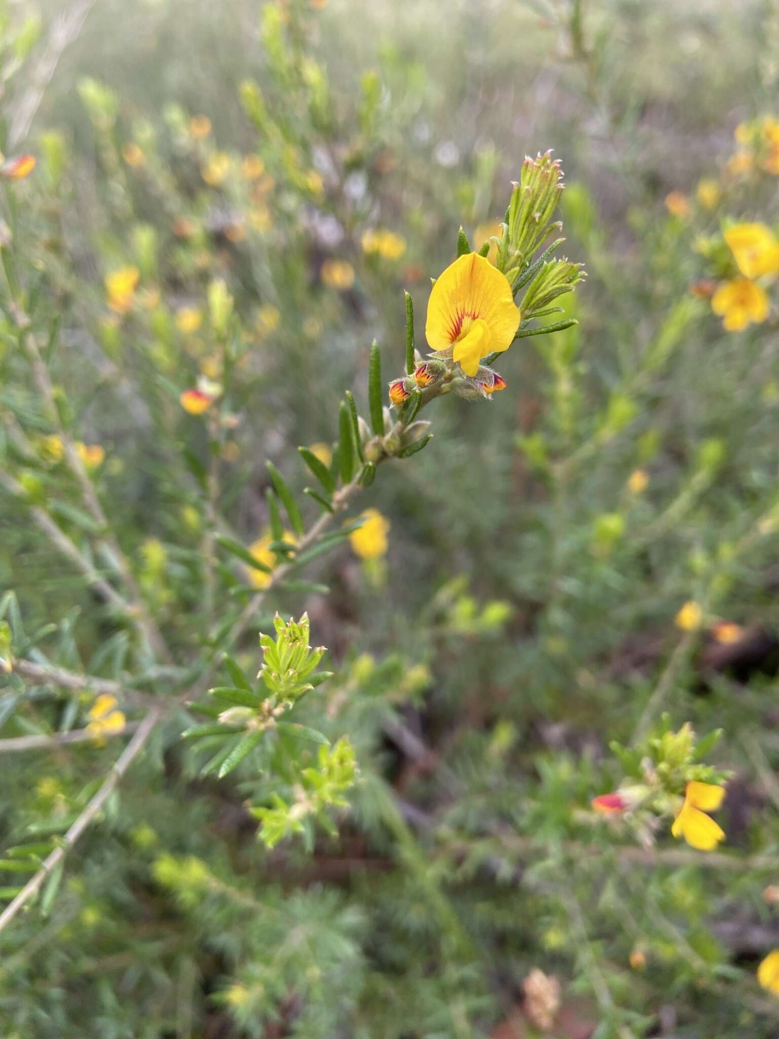 Image of Aotus ericoides (Vent.) G. Don