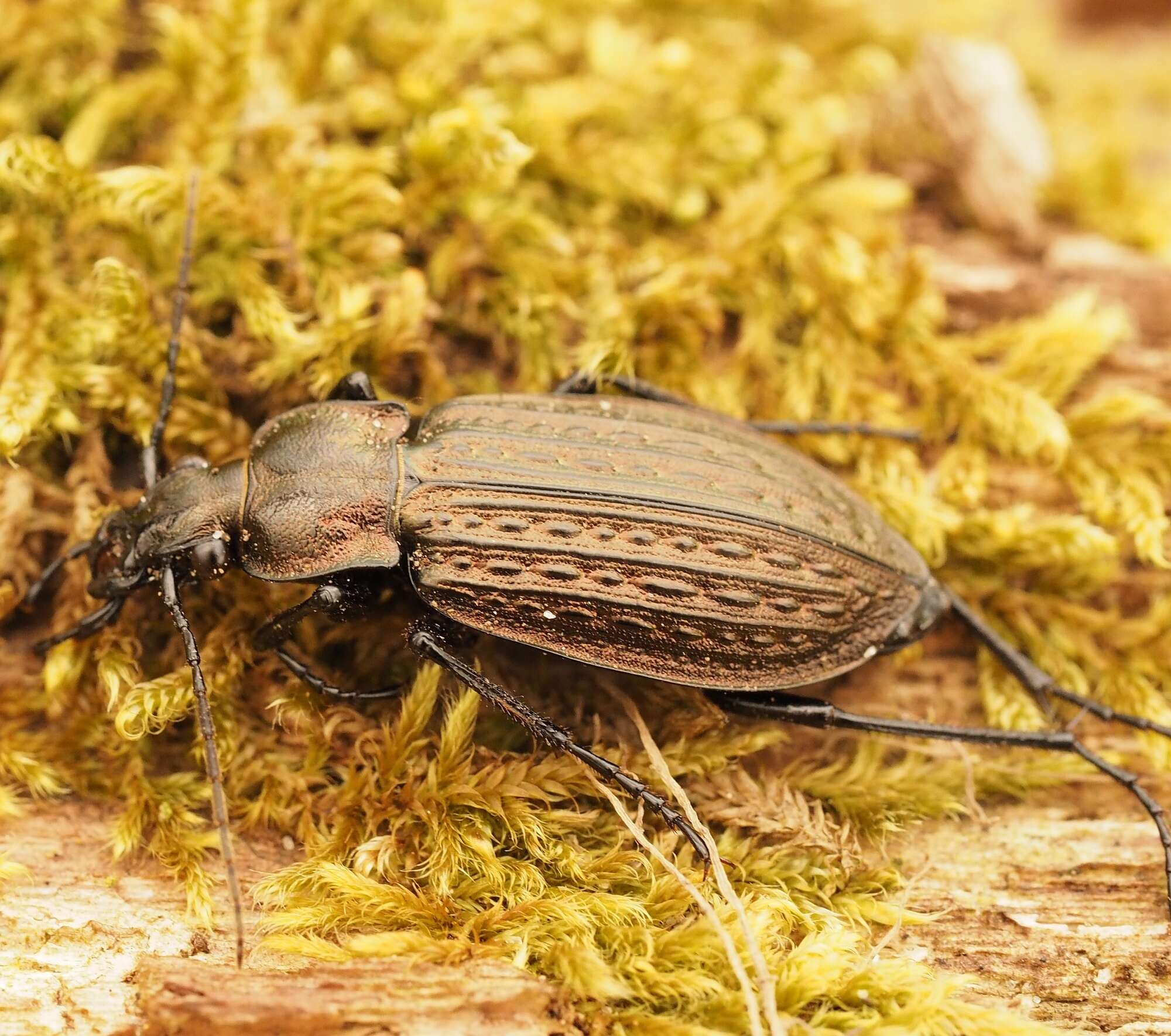 Image of Granulated Carabid