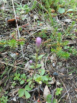 Image of Four-Part Dwarf-Gentian