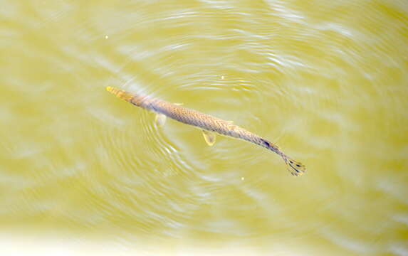 Image of Shortnose Gar