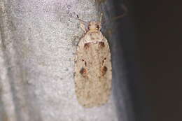 Imagem de Agonopterix ocellana Fabricius 1775