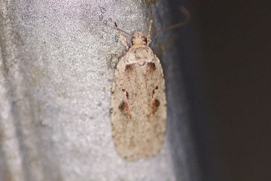 Imagem de Agonopterix ocellana Fabricius 1775