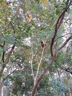 Image of Bearded Capuchin