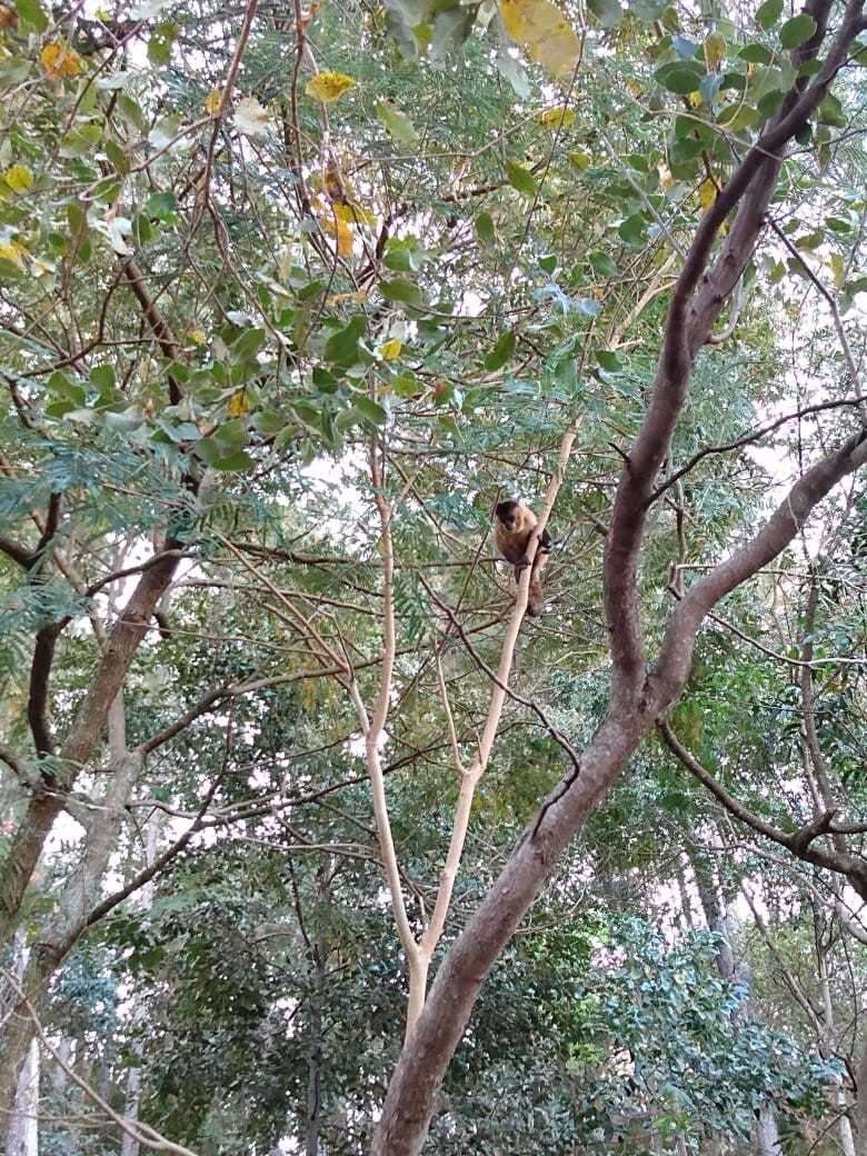 Image of Bearded Capuchin