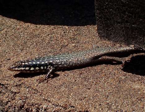 Image of Gold-spotted Mabuya