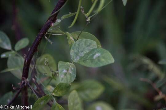 Imagem de Teramnus labialis (L. fil.) Spreng.