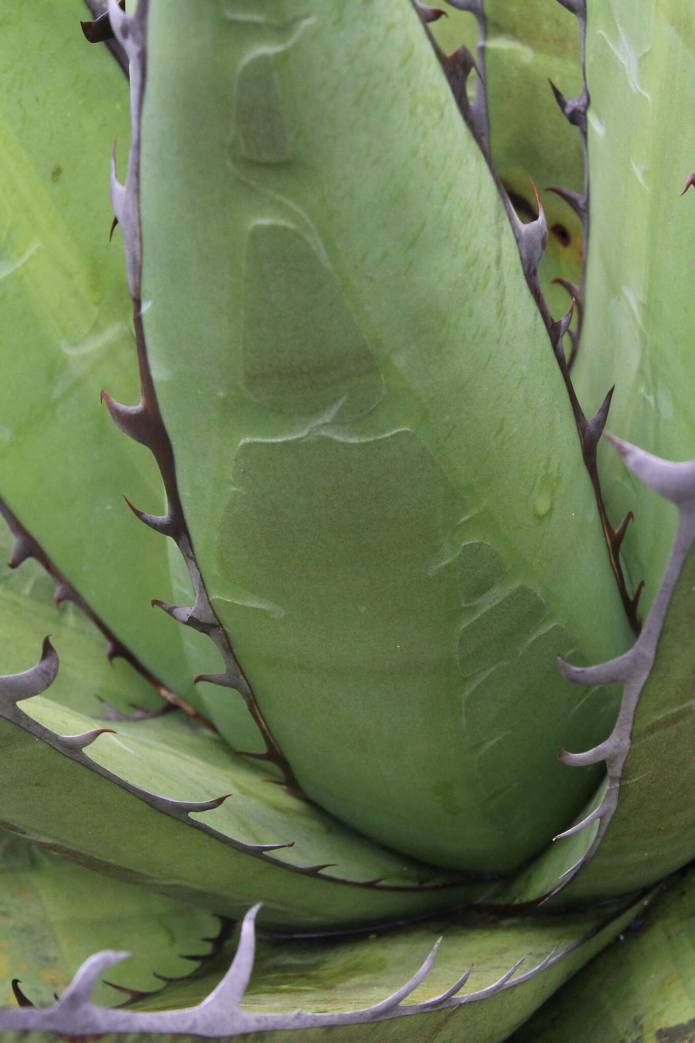 Image of Agave ghiesbreghtii Verschaff.