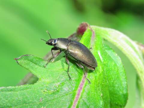 Image of Lobometopon cupreum (Champion 1884)