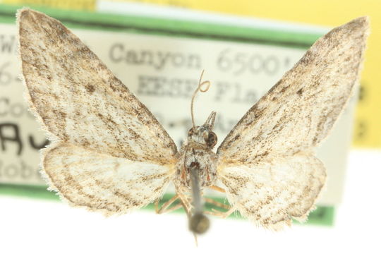 Image of <i>Eupithecia longidens</i> Hulst 1896
