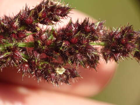 Plancia ëd Echinochloa muricata (P. Beauv.) Fernald