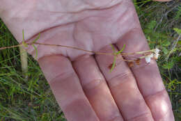 Image of Erica polifolia Salisb. ex Benth.