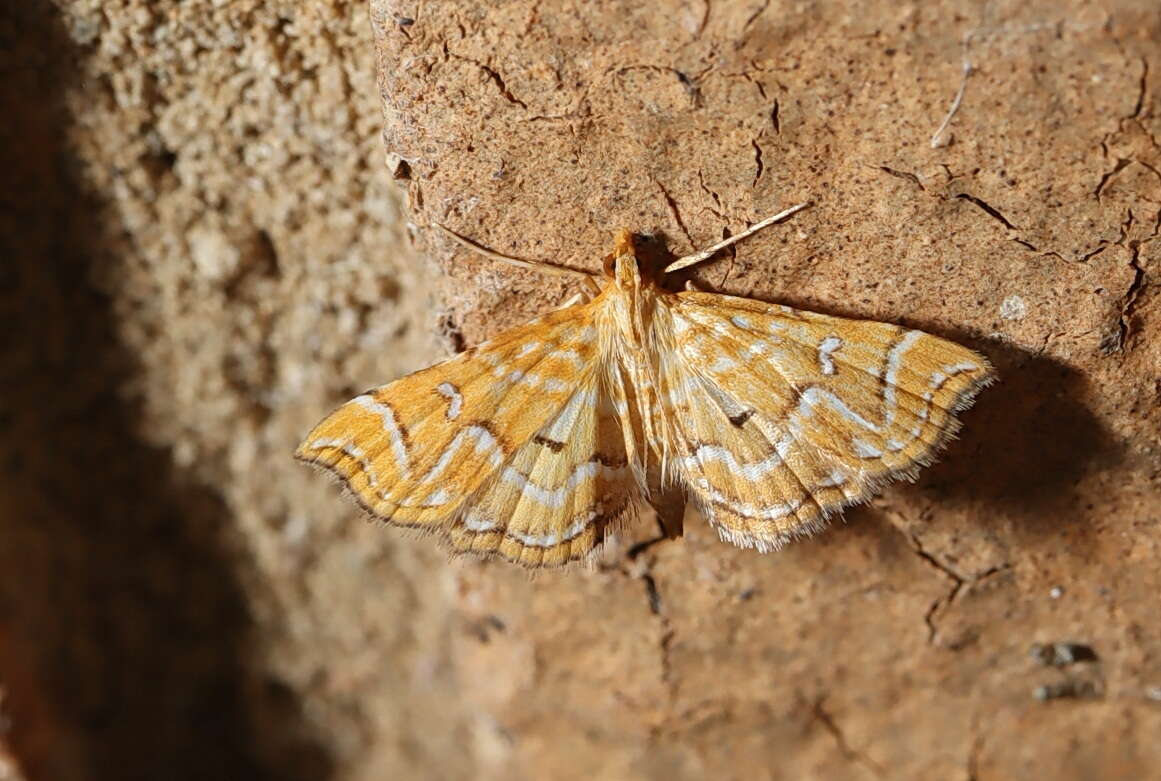 Image de Musotima ochropteralis Guenée 1854