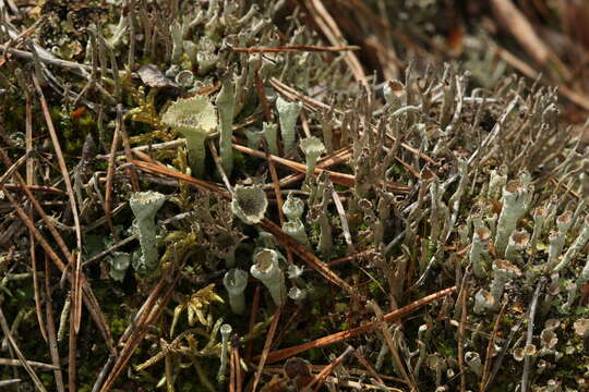 Image de Cladonia cenotea (Ach.) Schaer.