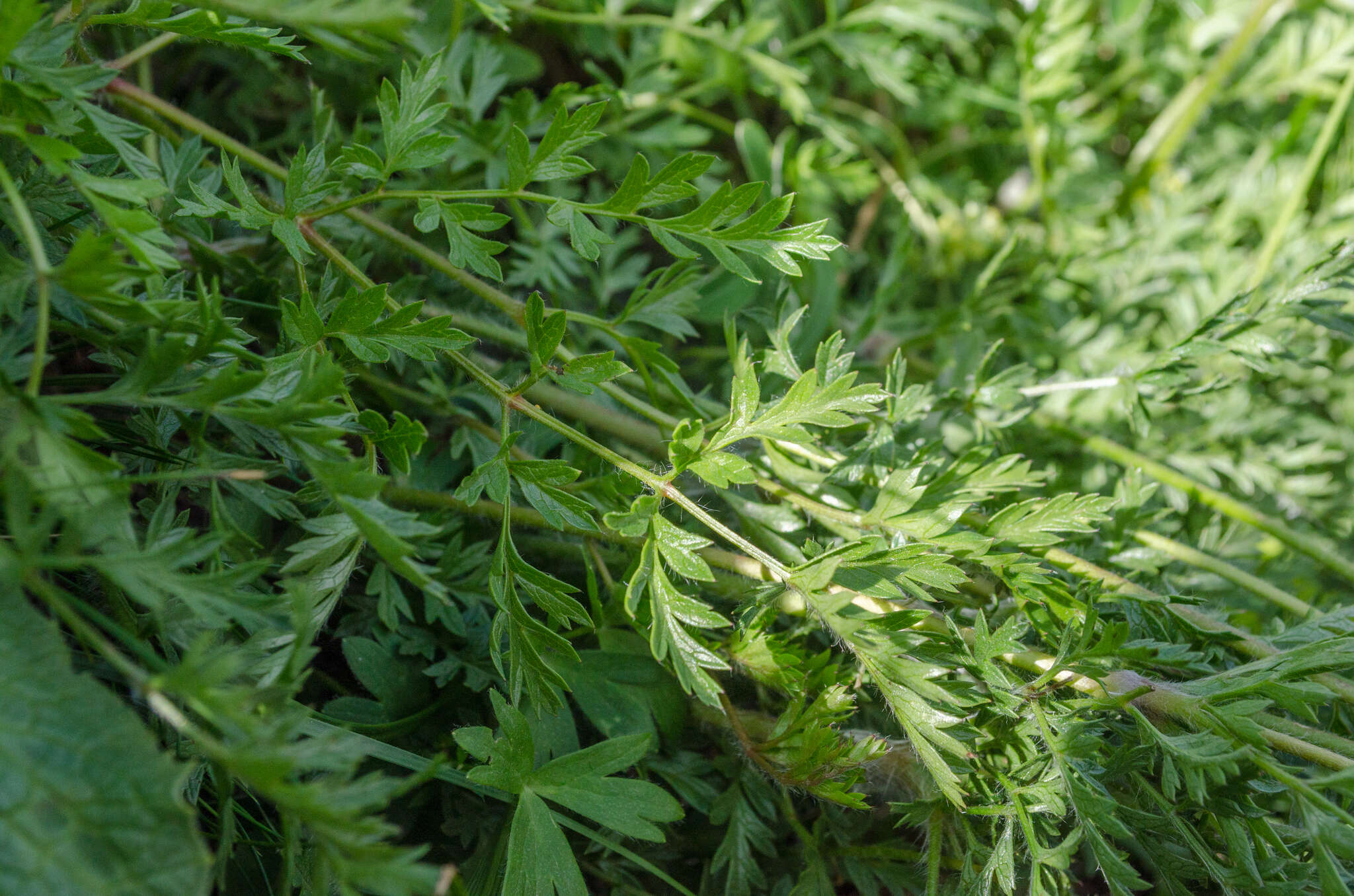 Image of Pulsatilla alpina subsp. font-queri Lainz & P. Monts.