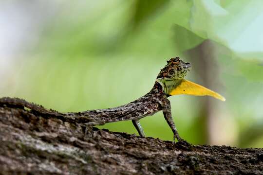 Image of Indian flying lizard