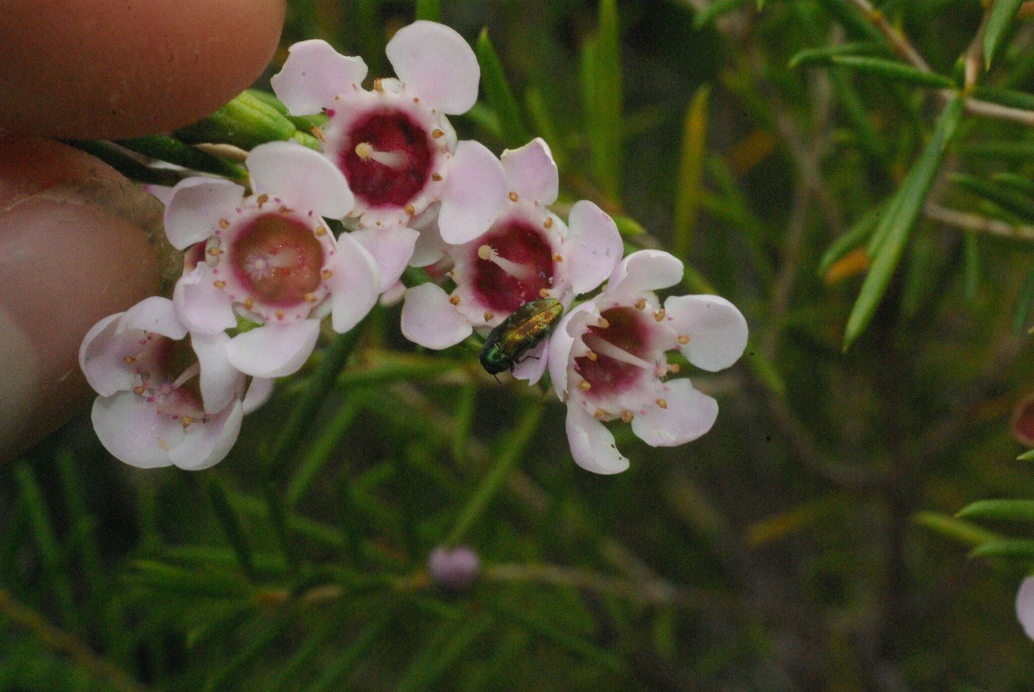 Image of Diphucrania viridipurpurea (Carter 1924)