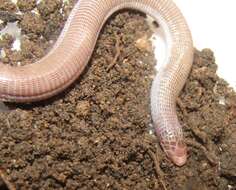 Image of Wagler's Worm Lizard