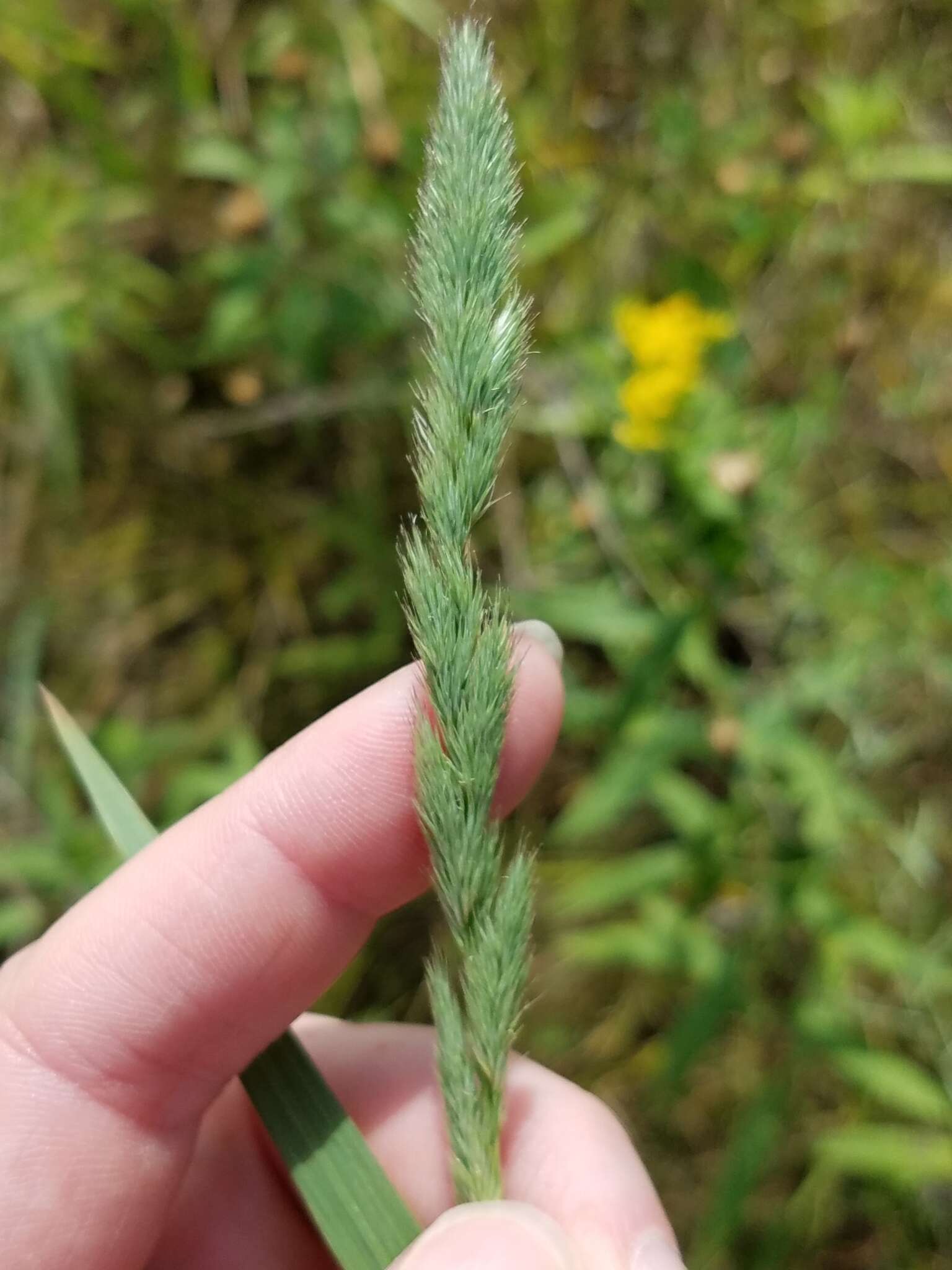 Image of marsh muhly