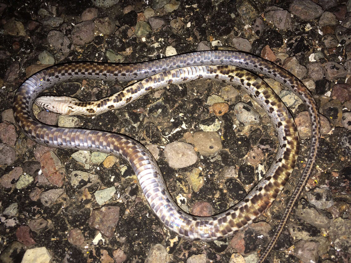 Image of Baird's Rat Snake