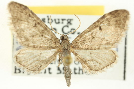 Image of <i>Eupithecia matheri</i> Rindge