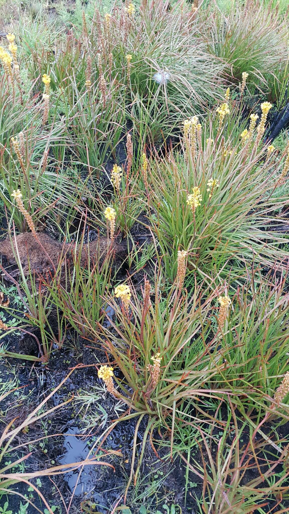 Image of Bulbinella angustifolia (Cockayne & Laing) L. B. Moore