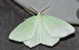 Image of small emerald moth