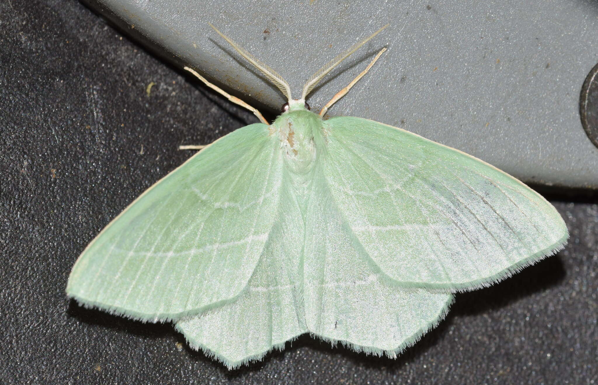 صورة Hemistola chrysoprasaria Esper 1794