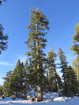 Image of white fir