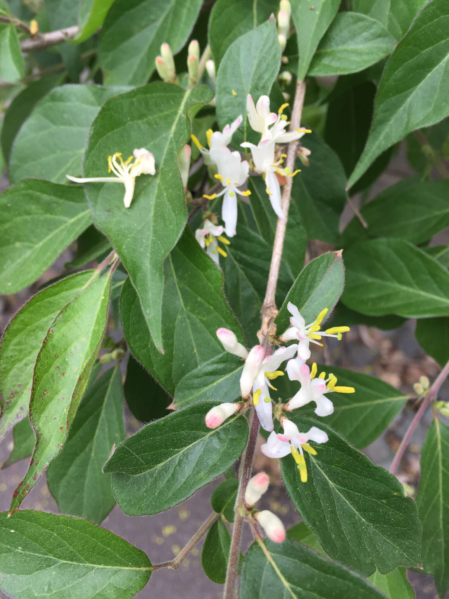 Imagem de Lonicera maackii (Rupr.) Maxim.