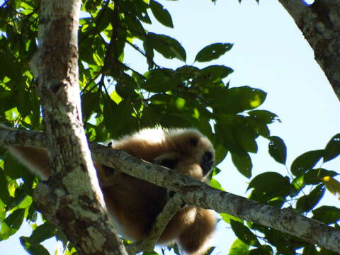 Image of White-handed Gibbon