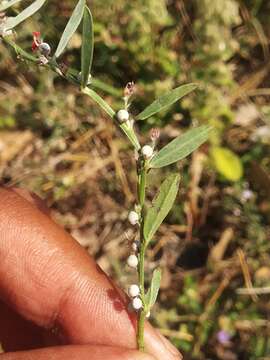 Image of Indigofera linifolia (L. fil.) Retz.