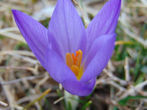 Image of Crocus dalmaticus Vis.