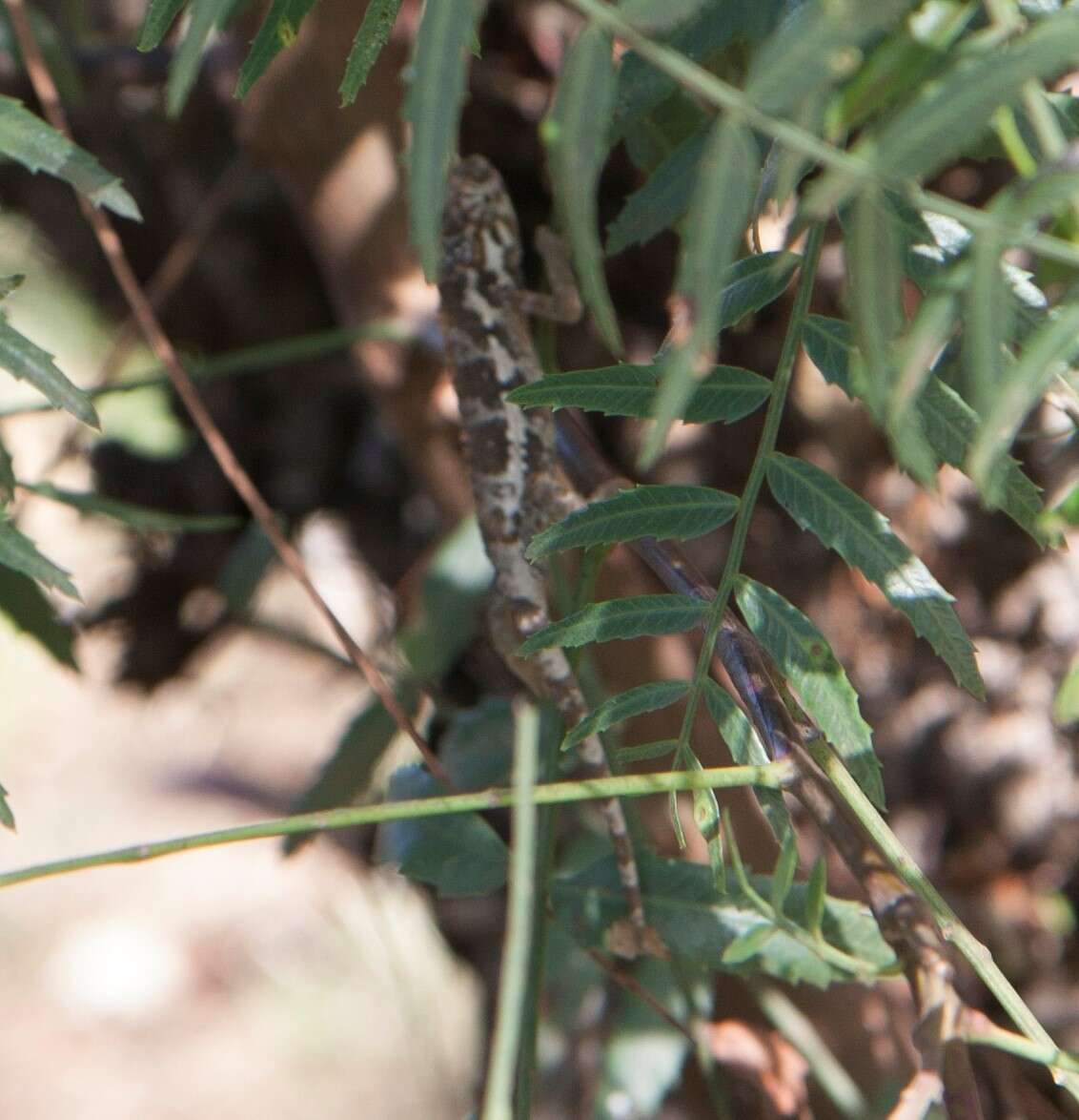 Image of Jackson’s chameleon