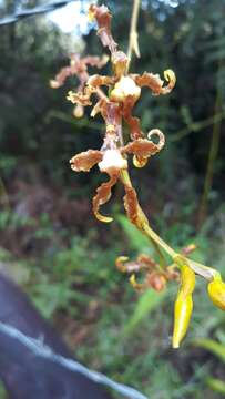 Image of Cyrtochilum divaricatum (Lindl.) Dalström