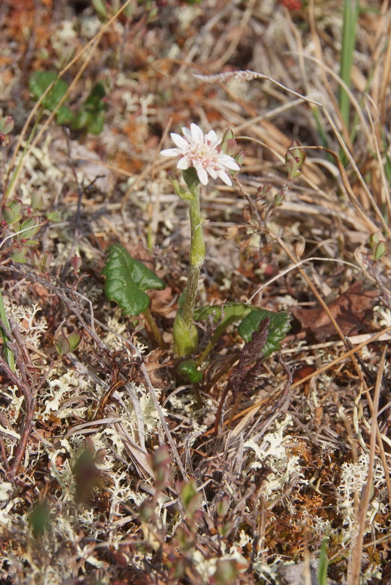 Endocellion glaciale (Ledeb.) Kuprian. resmi