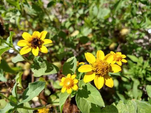 Image of Heliopsis annua Hemsl.