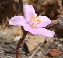 Image of Anacampseros telephiastrum DC.