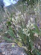 Sivun <i>Oxytropis borealis</i> var. <i>sulphurea</i> (Pors.) S. L. Welsh kuva