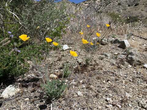 Image of Eschscholzia androuxii Still