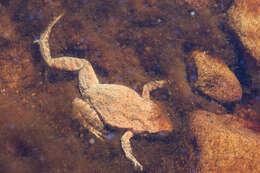 Image of Southern Flinders Ranges froglet