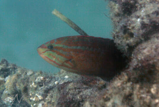 Image of Gunther's wrasse