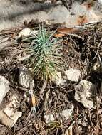 صورة Pinus remota (Little) D. K. Bailey & Hawksw.