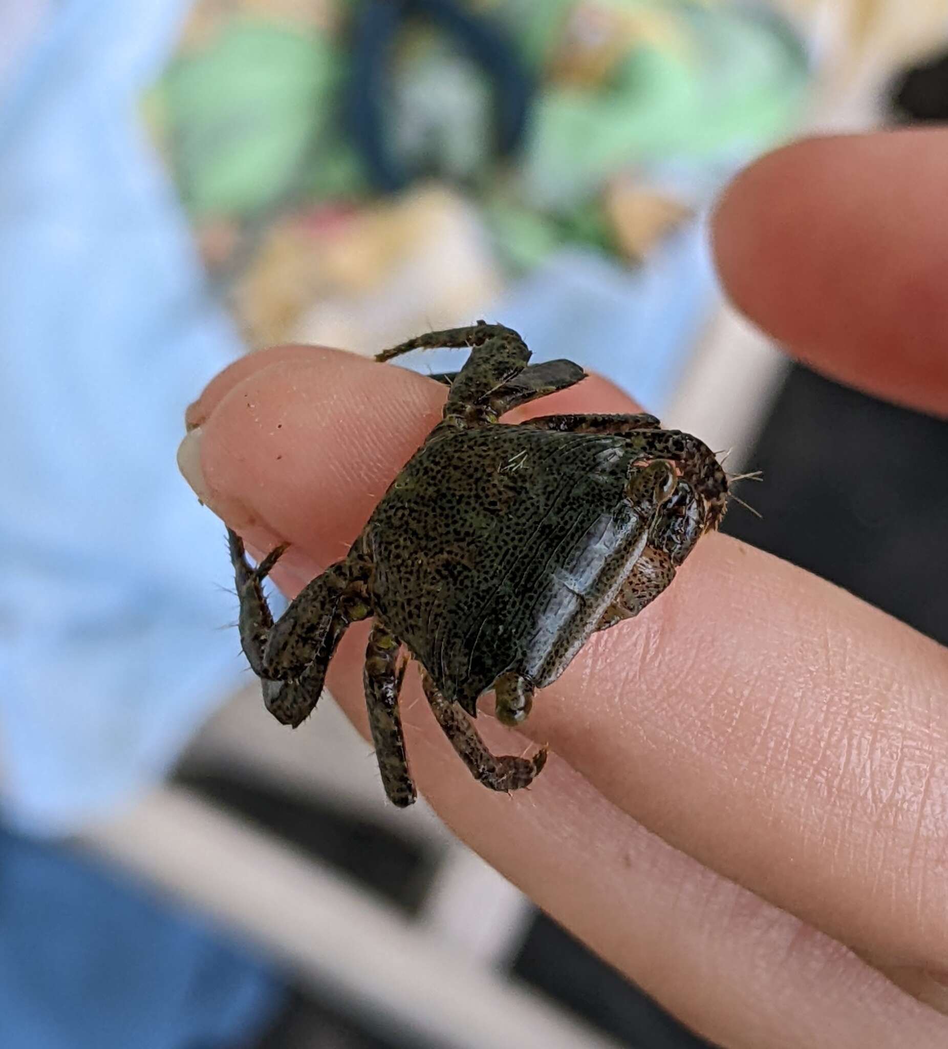 Image of dark shore crab