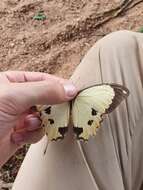 Image of <i>Papilio <i>dardanus</i></i> dardanus