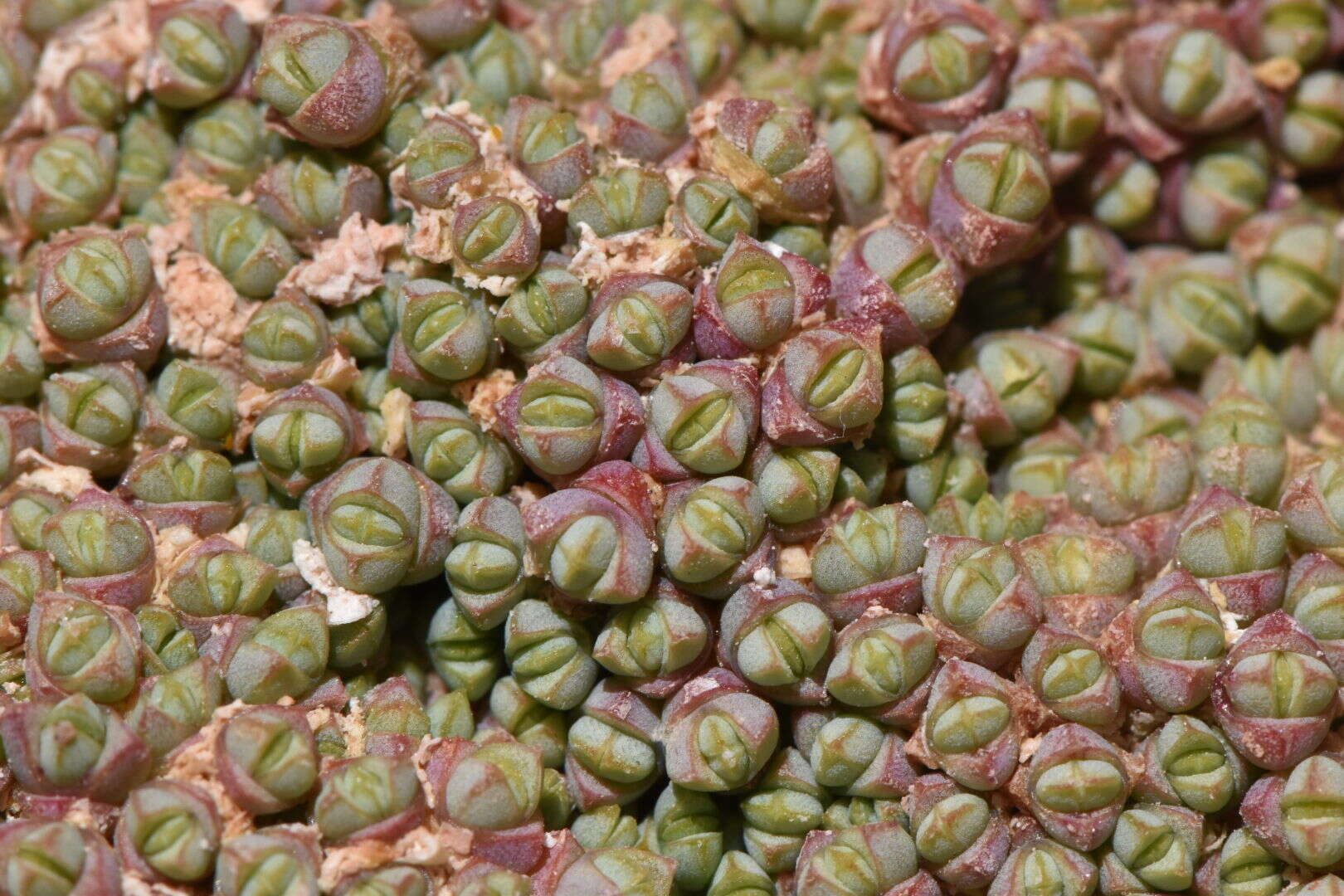 Sivun Salicornia pulvinata R. Fries kuva