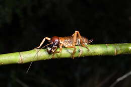 Image of Hemideina ricta Hutton 1896