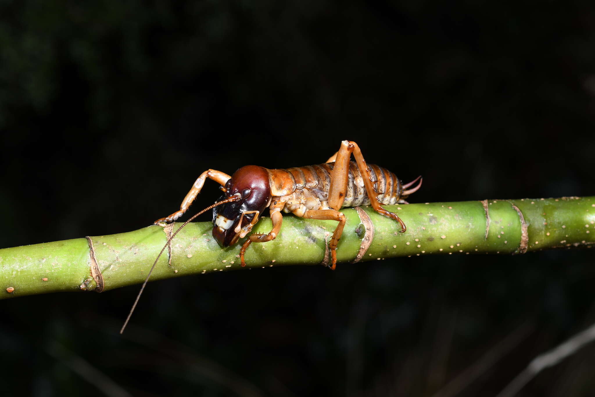 Image of Hemideina ricta Hutton 1896